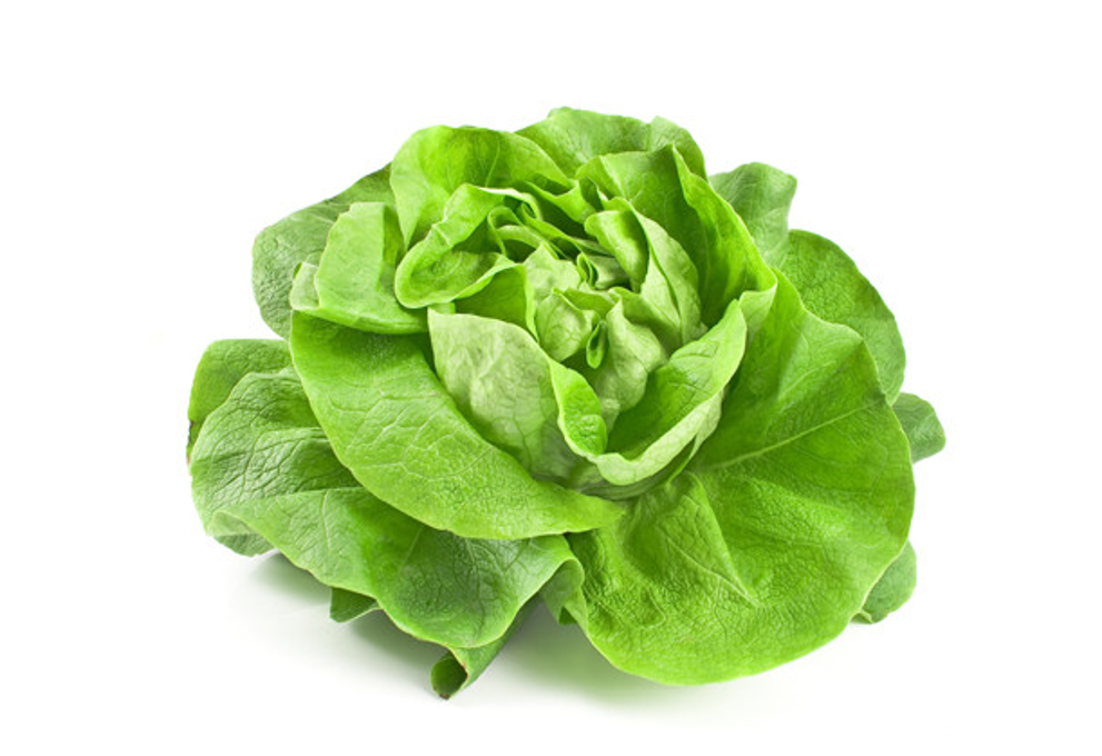 Butterhead lettuce