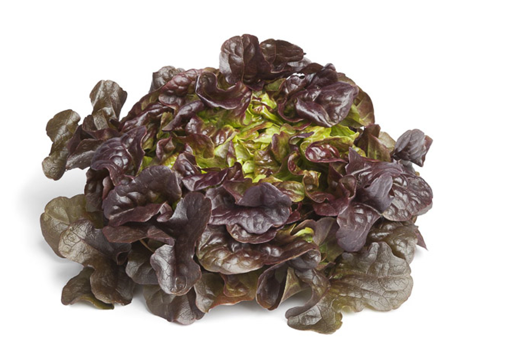 Oakleaf lettuce